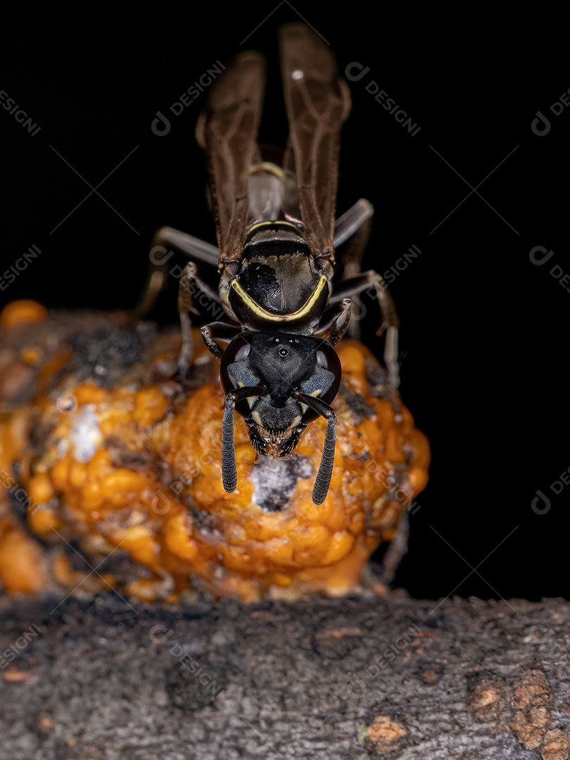 Vespa de mel de cintura longa adulta do subgênero Myrapetra