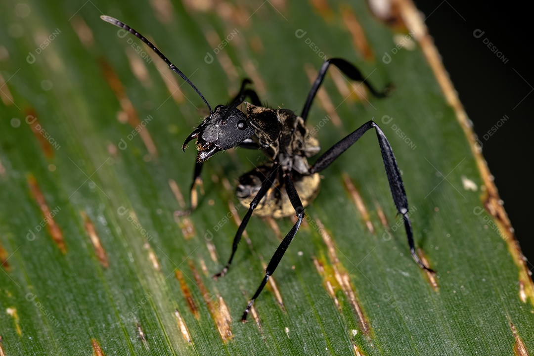 Pequena aranha saltadora macho da espécie Philira micans