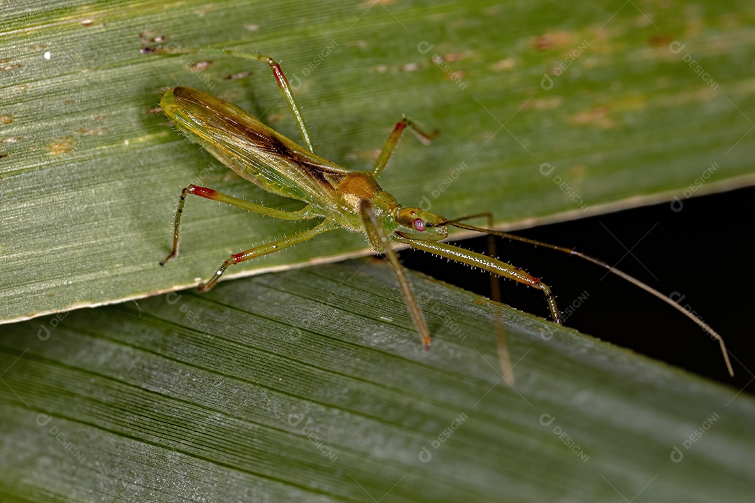Inseto Assassino Adulto da Tribo Harpactorini