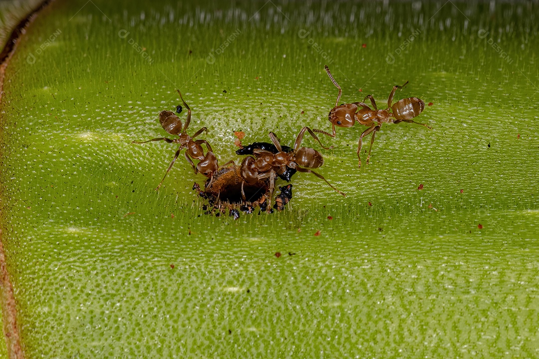 Formigas Cecropia adultas do gênero Azteca sobre um tronco de Cecropia