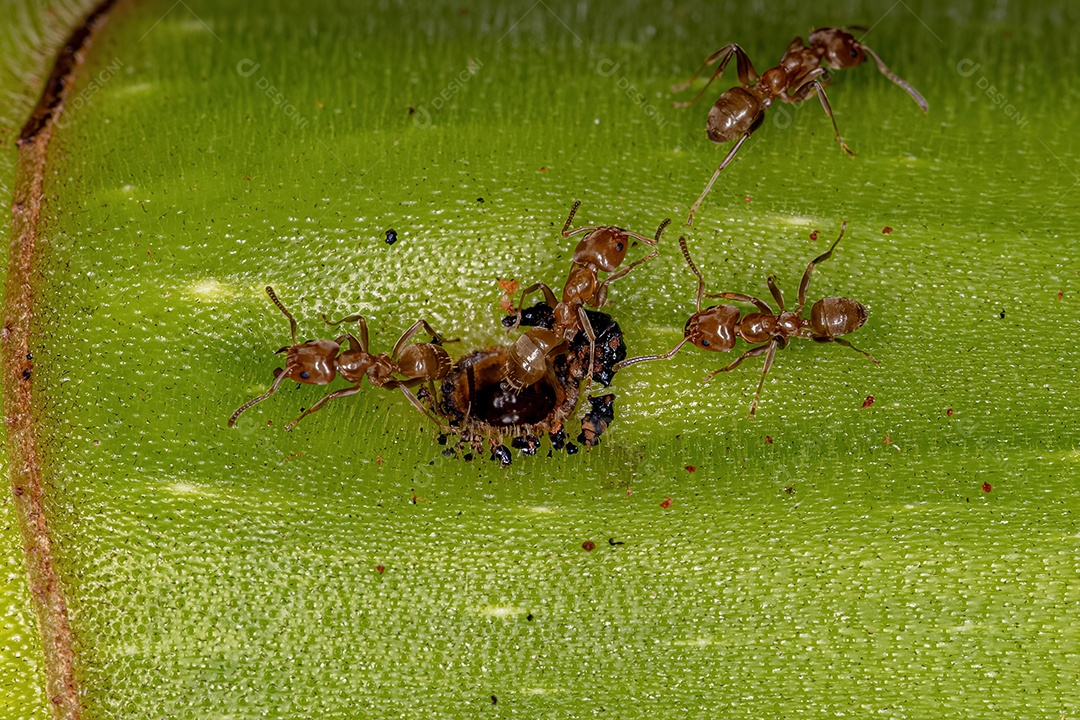 Formigas Cecropia adultas do gênero Azteca sobre um tronco de Cecropia