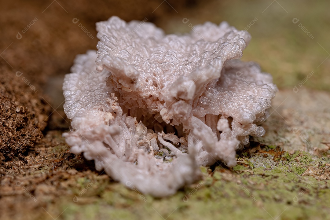 Ovos de cigarrinhas pequenas da superfamília Fulgoroidea