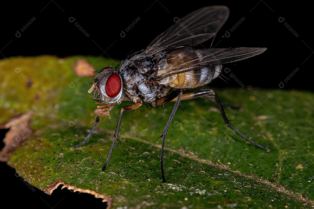 Mosca de cerdas adulta do gênero Cholomyia