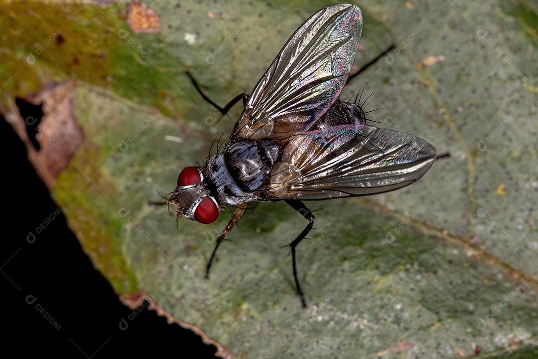 Mosca de cerdas adulta do gênero Cholomyia