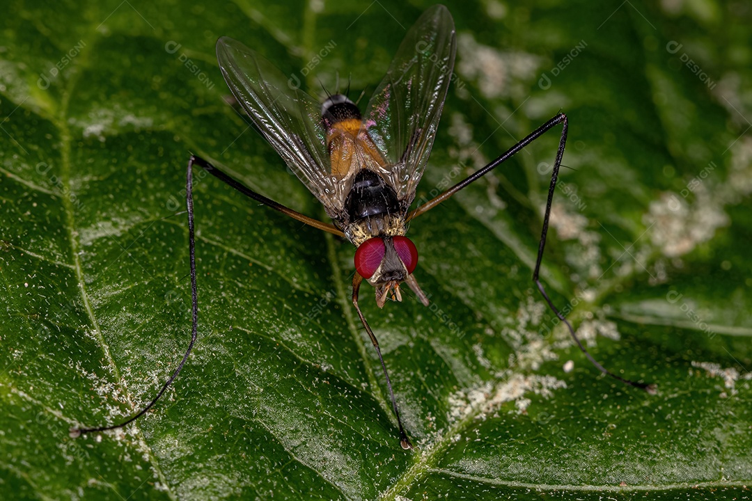 Mosca de cerdas adulta do gênero Cholomyia
