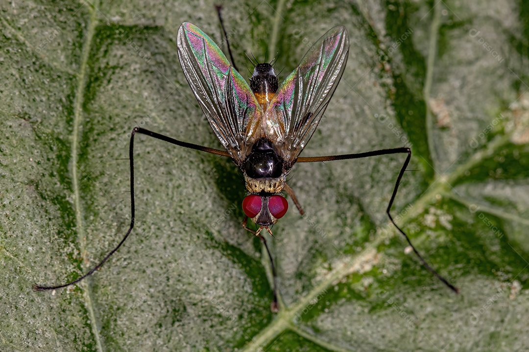 Mosca de cerdas adulta do gênero Cholomyia