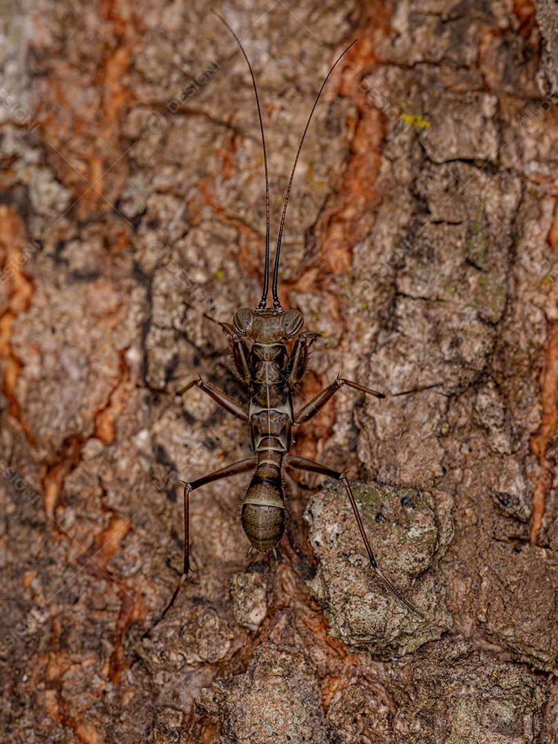 Mantoidid Mantis Ninfa do Gênero Mantoida