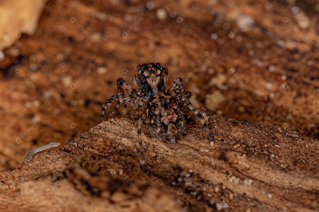 Pequena aranha saltadora da espécie Marma nigritarsis