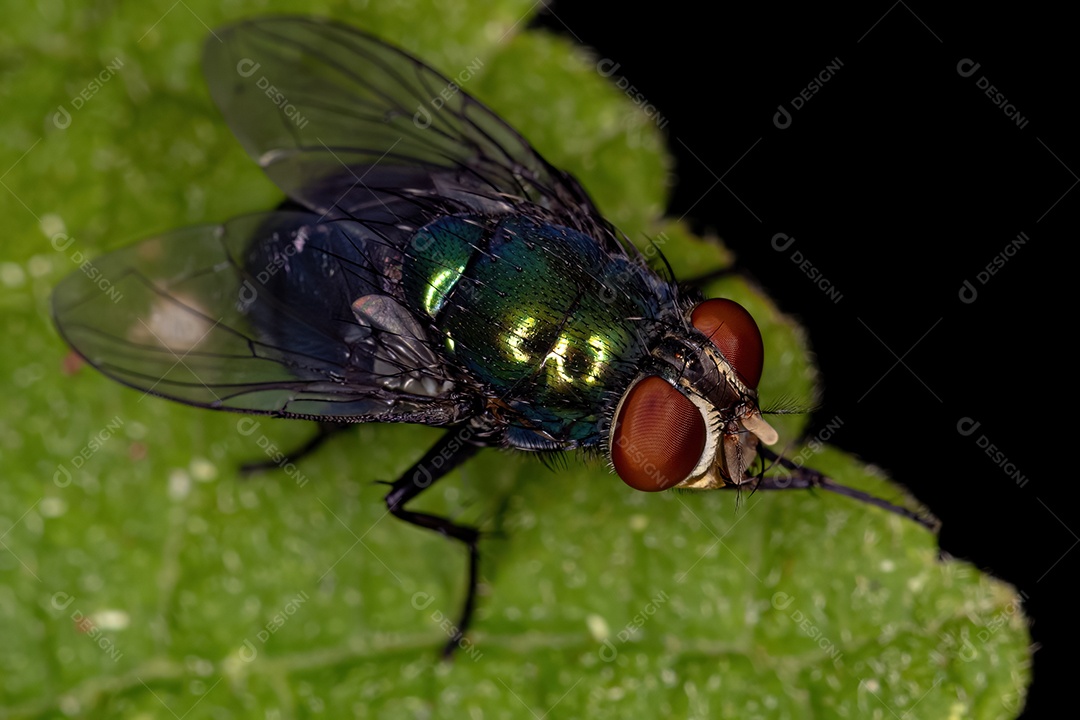 Varejeira adulta do gênero Chrysomya