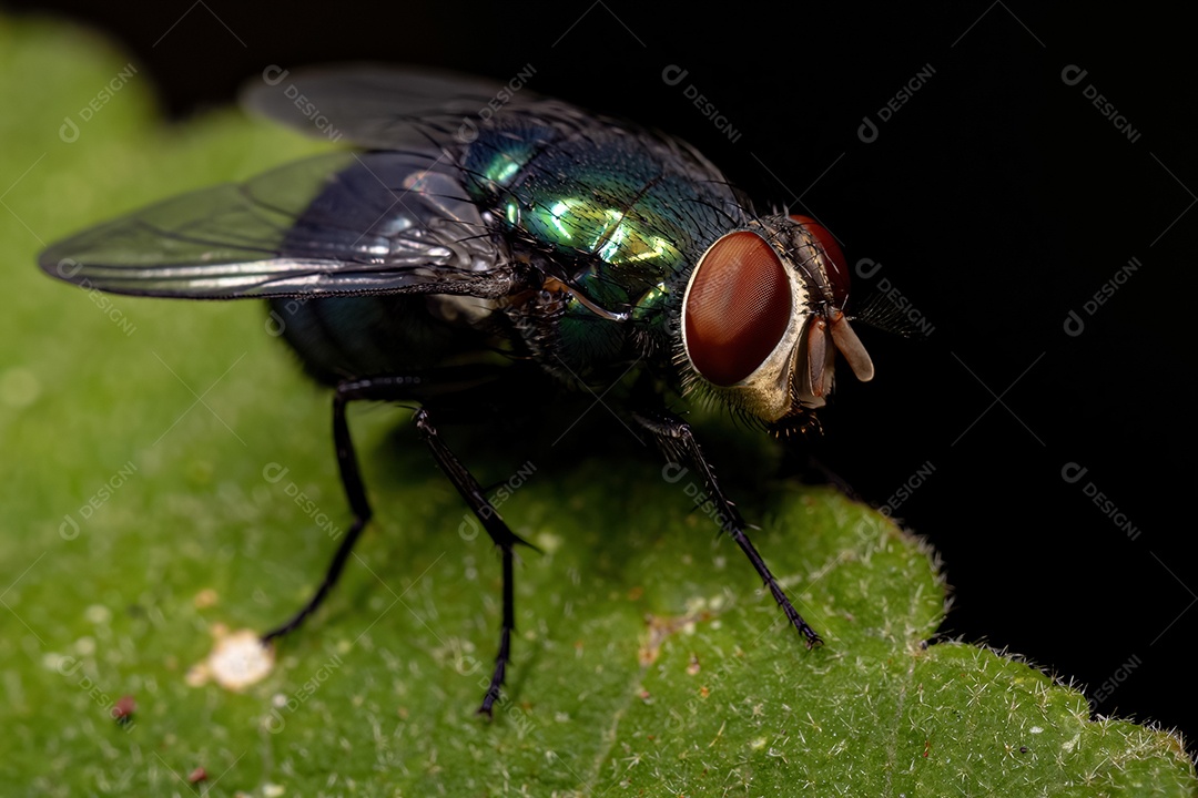Varejeira adulta do gênero Chrysomya