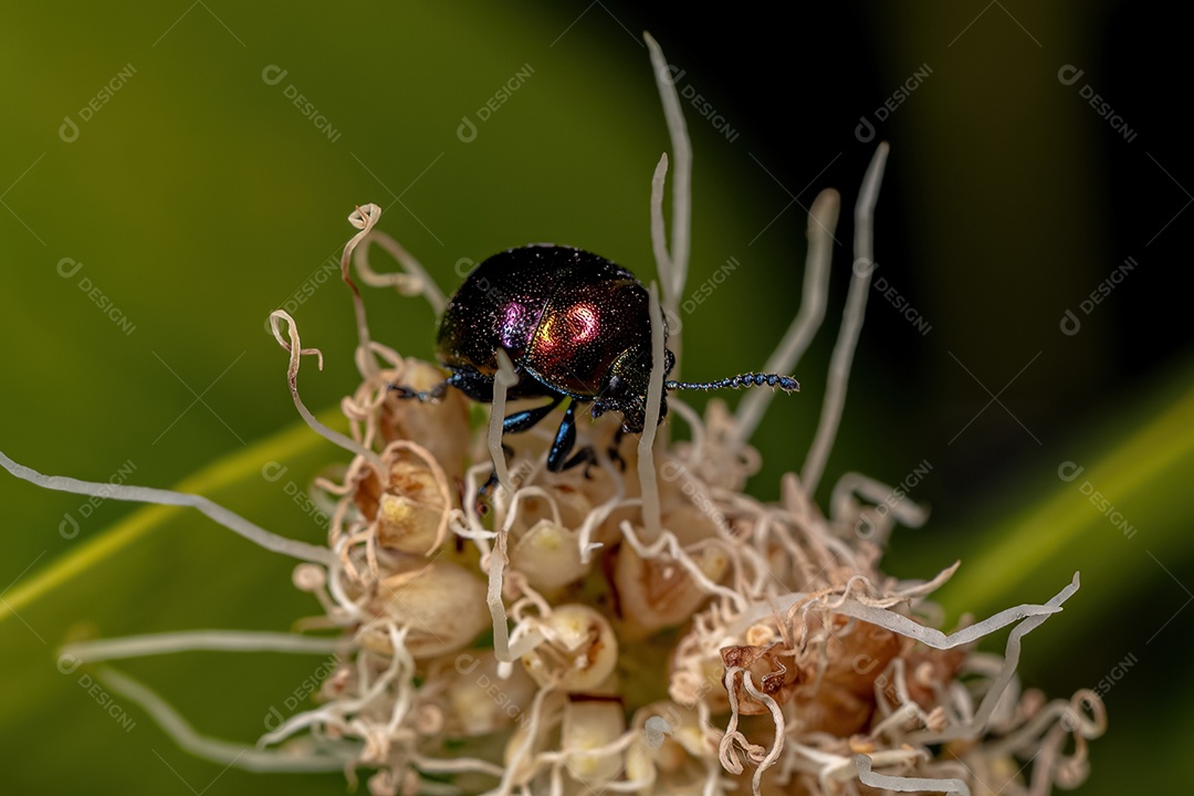 Besouro da folha adulto da subfamília Eumolpinae