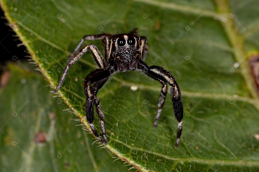 Pequena aranha saltadora macho da espécie Philira micans
