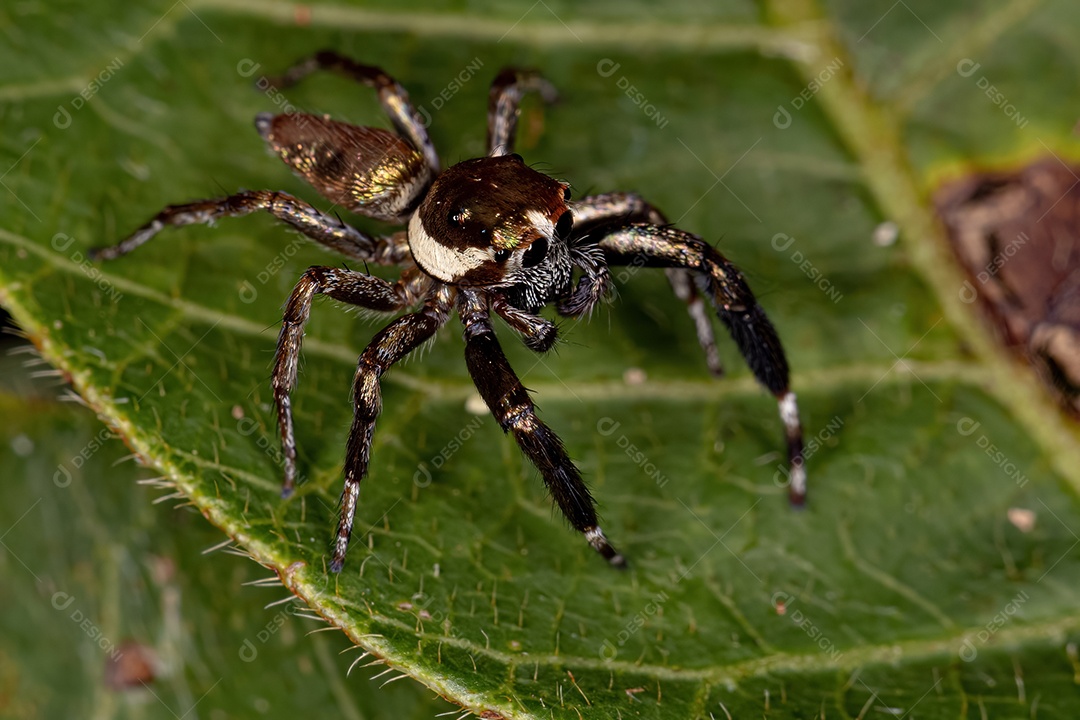 Pequena aranha saltadora macho da espécie Philira micans