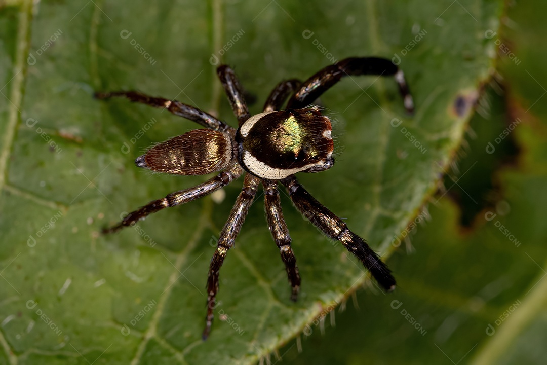 Pequena aranha saltadora macho da espécie Philira micans