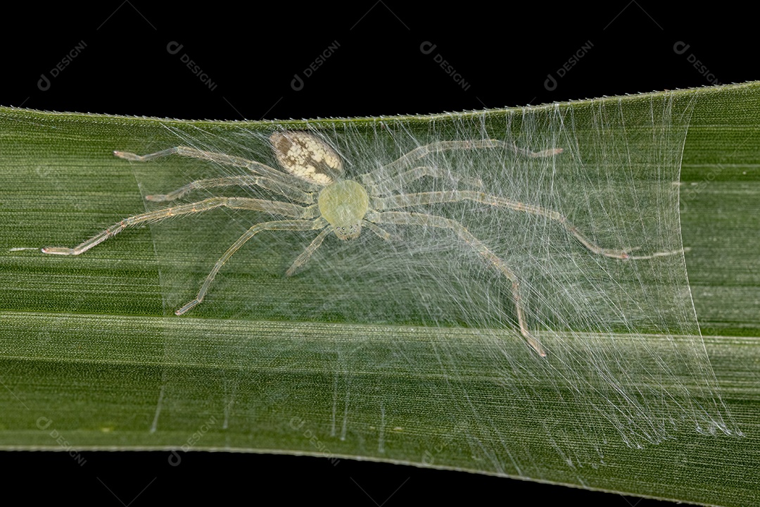 Aranha Caçadora Verde da espécie Família Sparassidae