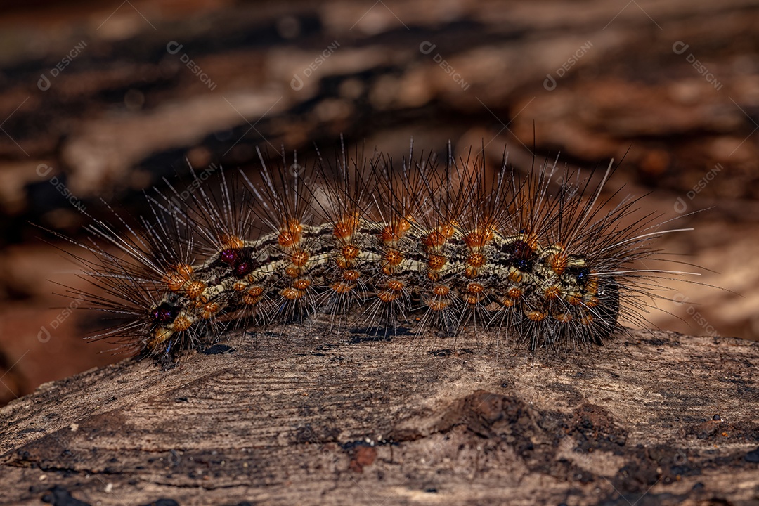 Lagarta da Mariposa Tigre da Tribo Arctiini