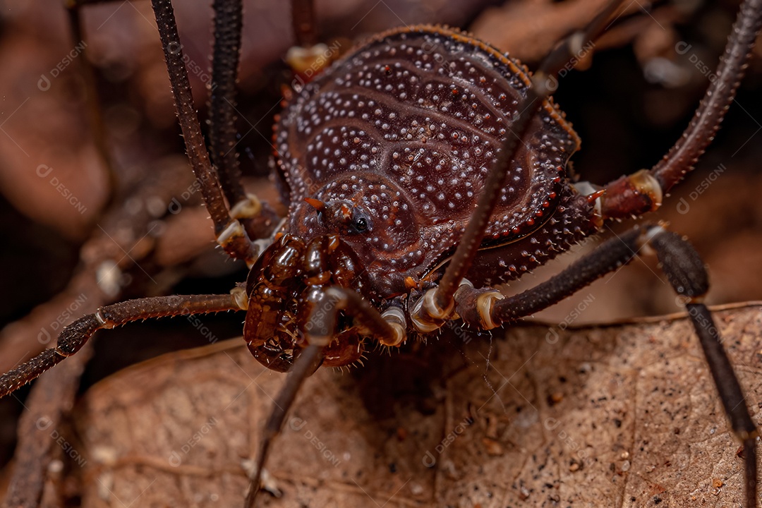Operários goniléptidos adultos do gênero Discocyrtanus