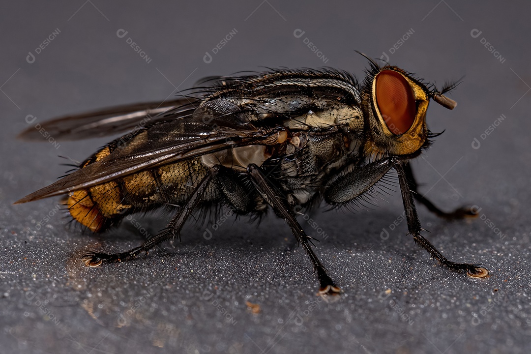 Mosca de carne adulta da família Sarcophagidae