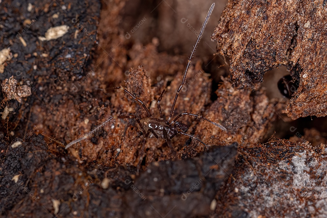 Gonyleptid Harvestmen juvenil do gênero Discocyrtanus