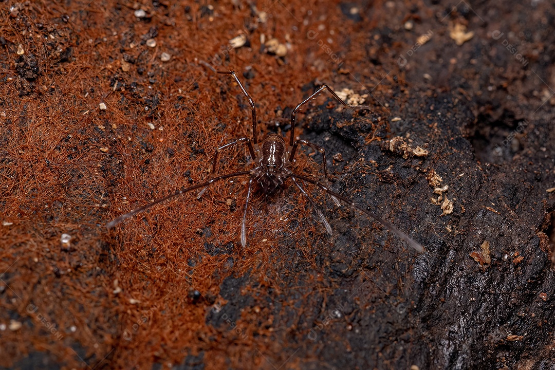 Gonyleptid Harvestmen juvenil do gênero Discocyrtanus