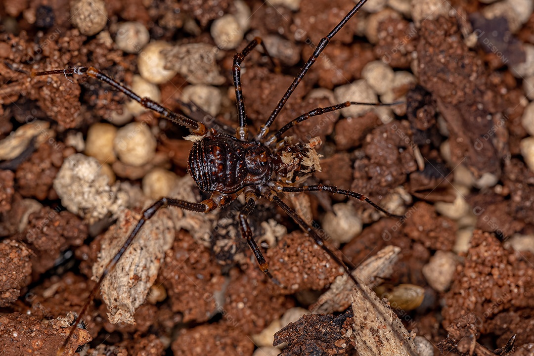 Gonyleptid Harvestmen juvenil do gênero Discocyrtanus