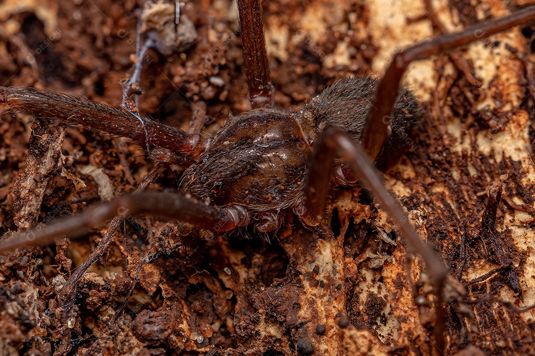 Aranha reclusa adulta do gênero Loxosceles