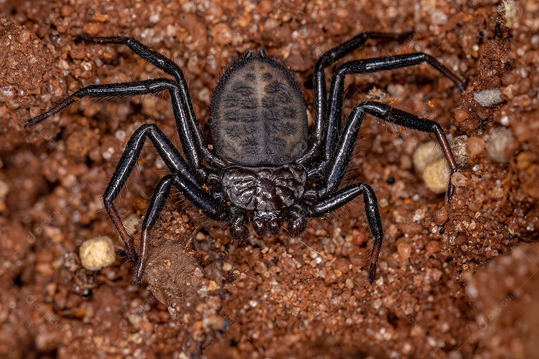 Aranha Trochanteriidae adulta da espécie Vectius niger