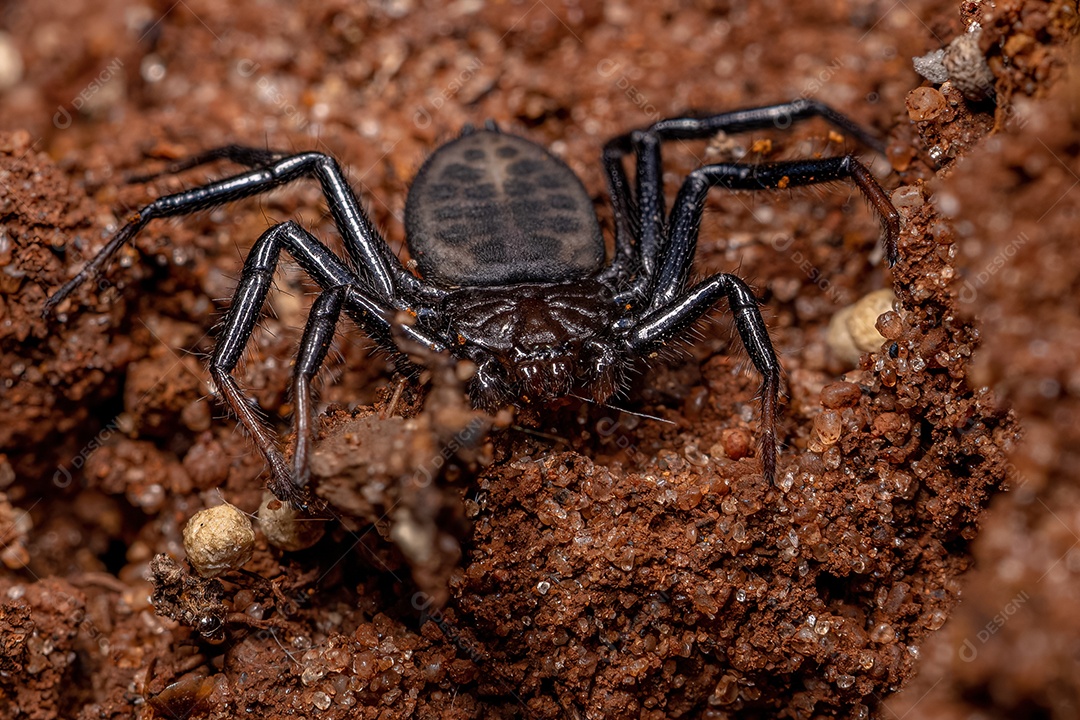 Aranha Trochanteriidae adulta da espécie Vectius niger