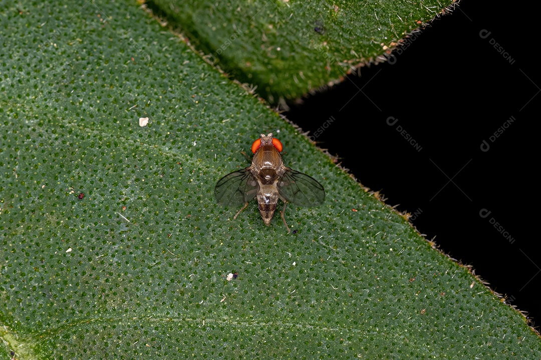 Mosca da fruta pequena adulta da família Drosophilidae
