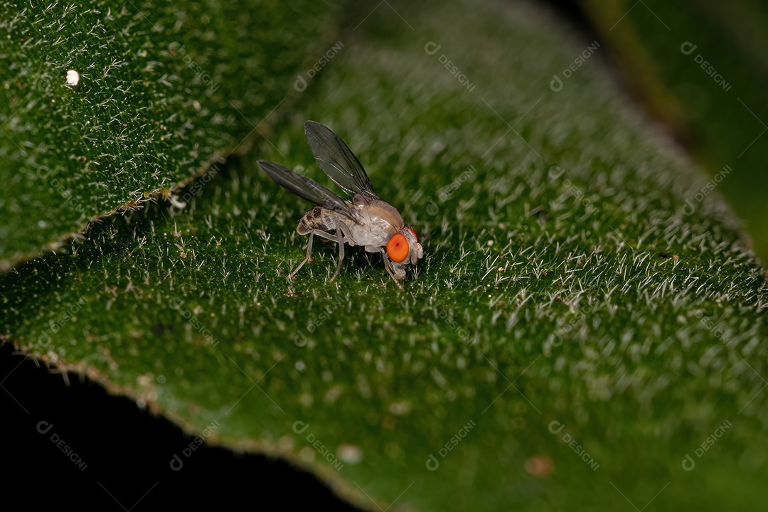 Mosca da fruta pequena adulta da família Drosophilidae