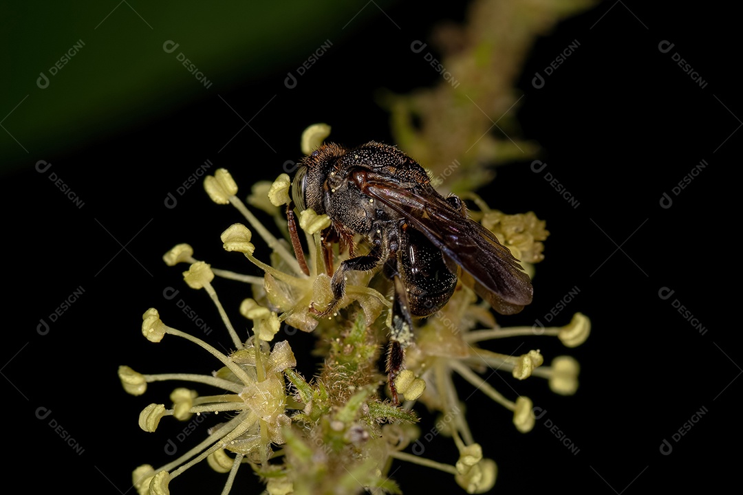Abelha sem ferrão adulta do gênero Nannotrigona
