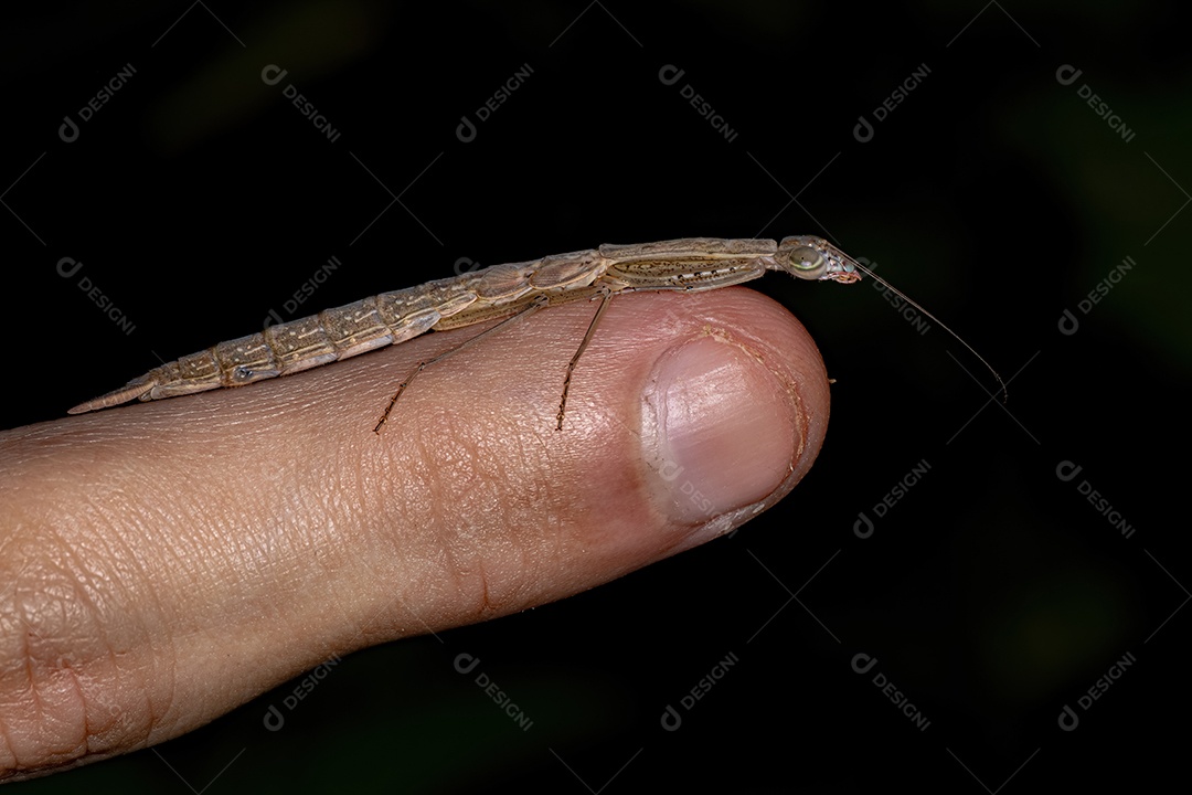 Photinaid Mantis Ninfa do Gênero Orthoderella