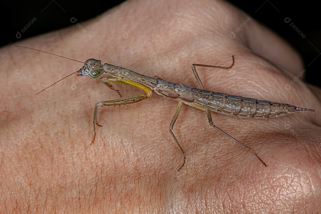 Photinaid Mantis Ninfa do Gênero Orthoderella