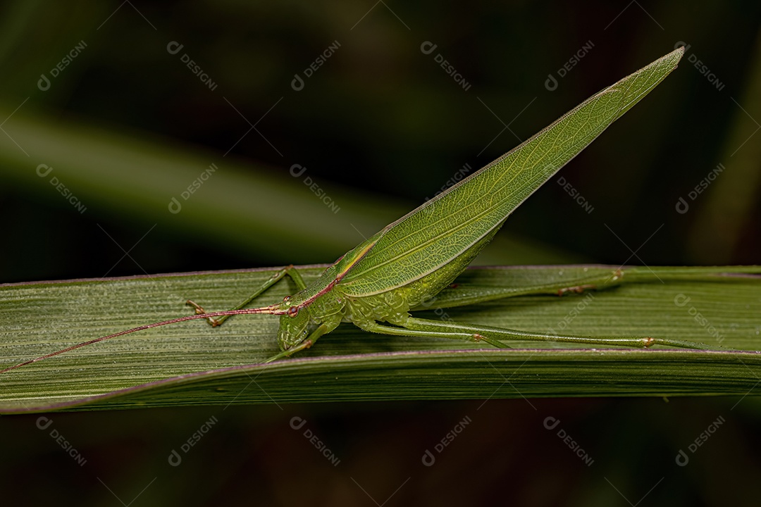 Faneropterina Katydid adulta da tribo Aniarellini
