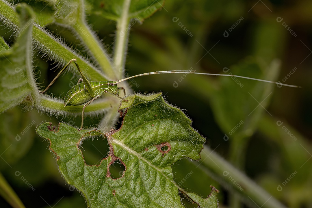 Faneropterina Katydid Ninfa da Tribo Aniarellini