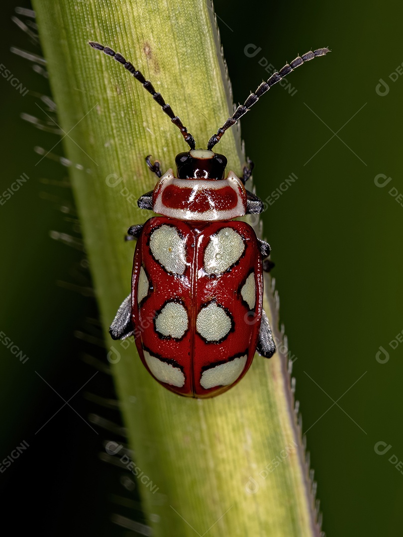 Besouro pulga adulto da espécie Omophoita argus