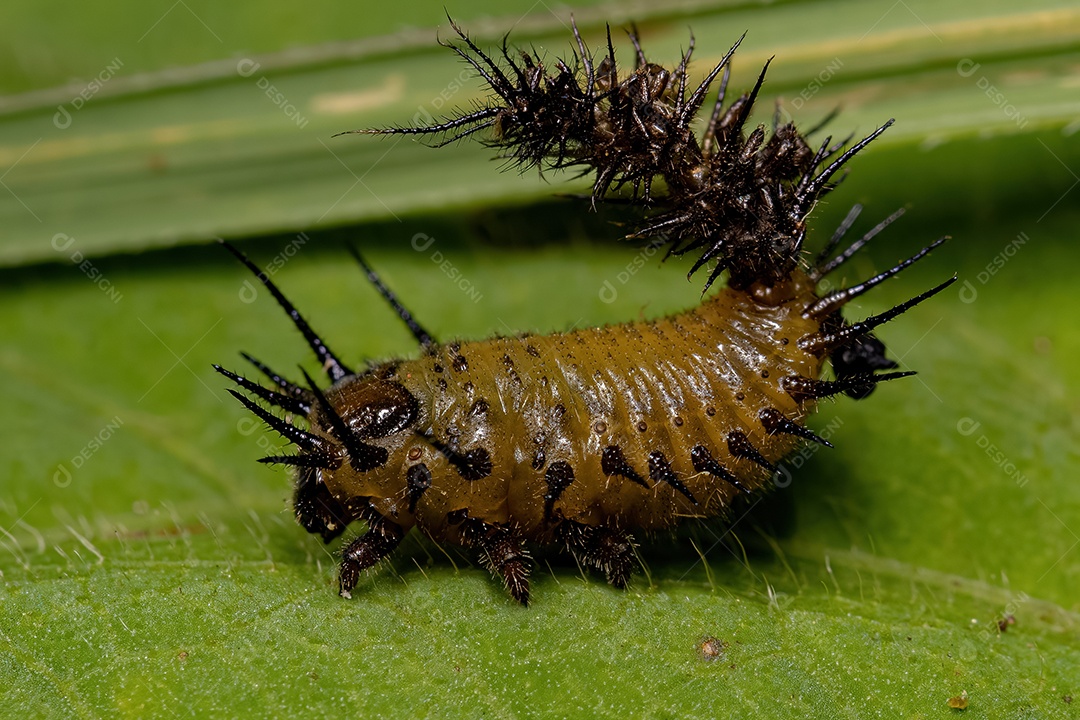 Larva do Besouro da Tartaruga da Tribo Cassidini