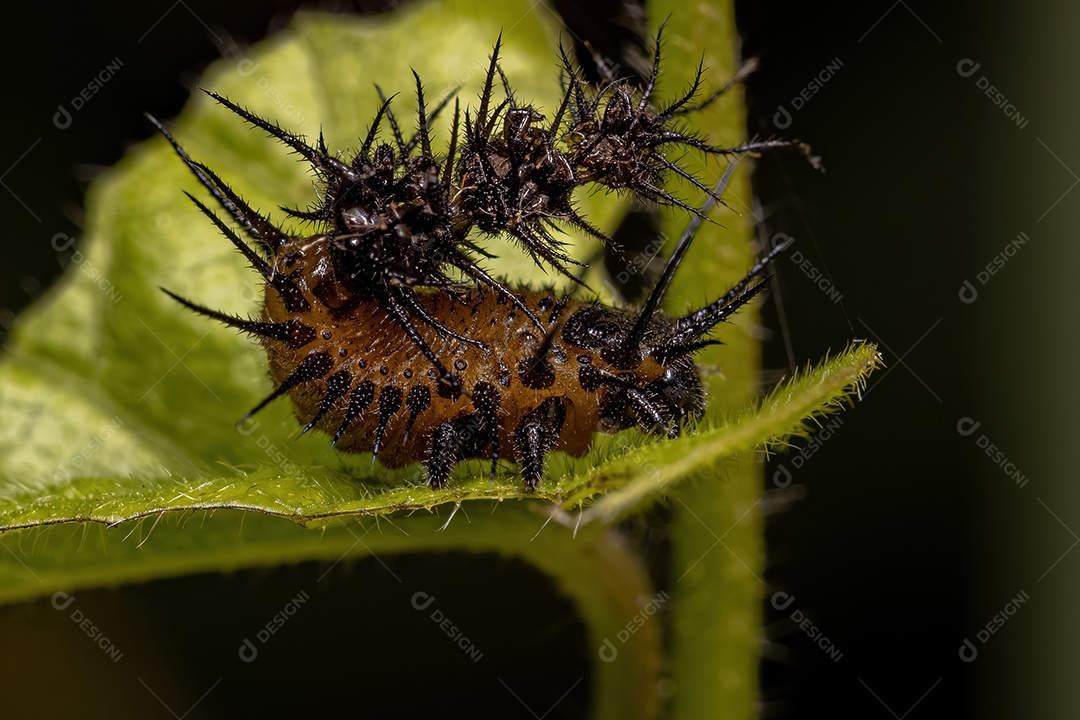 Larva do Besouro da Tartaruga da Tribo Cassidini