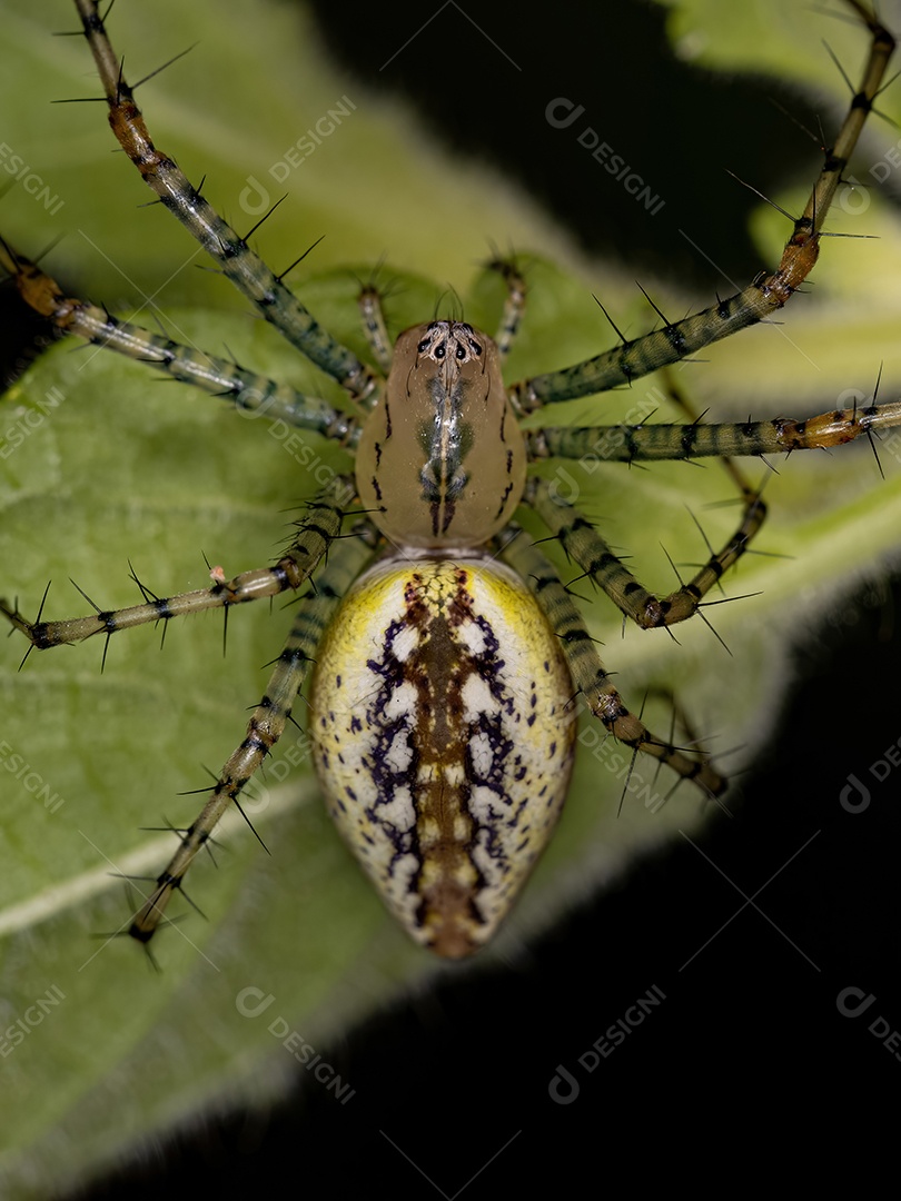 Aranha lince fêmea adulta da espécie Peucetia flava