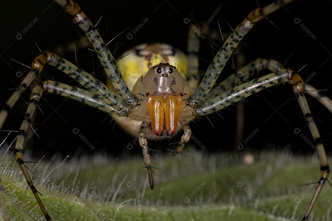 Aranha lince fêmea adulta da espécie Peucetia flava