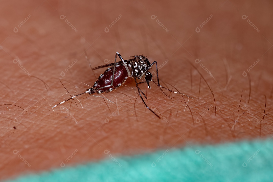 Mosquito Tigre Asiático adulto da espécie Aedes albopictus