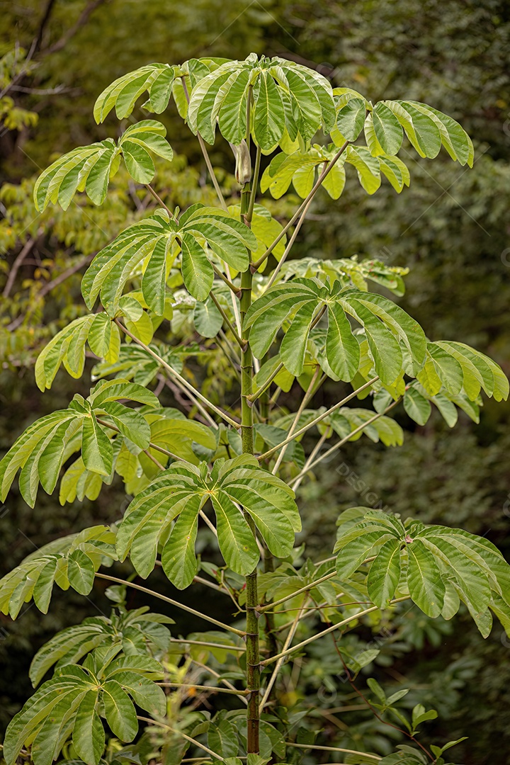 Folhas de trombeta do gênero Cecropia
