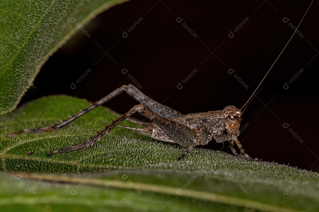 Verdadeira ninfa do grilo do gênero Eneoptera