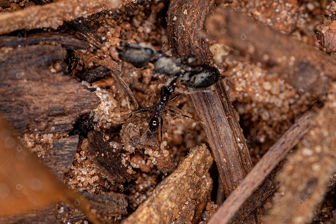 Formiga cabeçuda fêmea adulta do gênero Pheidole carregando uma formiga tartaruga adulta do gênero Cephalotes