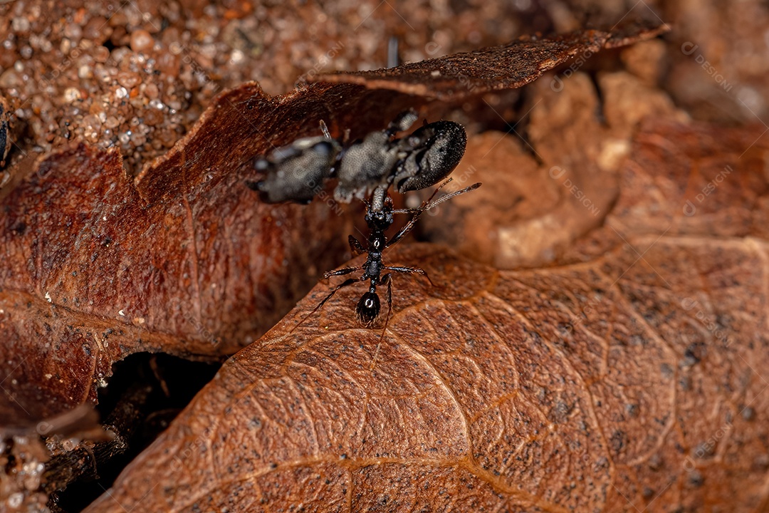 Formiga cabeçuda fêmea adulta do gênero Pheidole carregando uma formiga tartaruga adulta do gênero Cephalotes