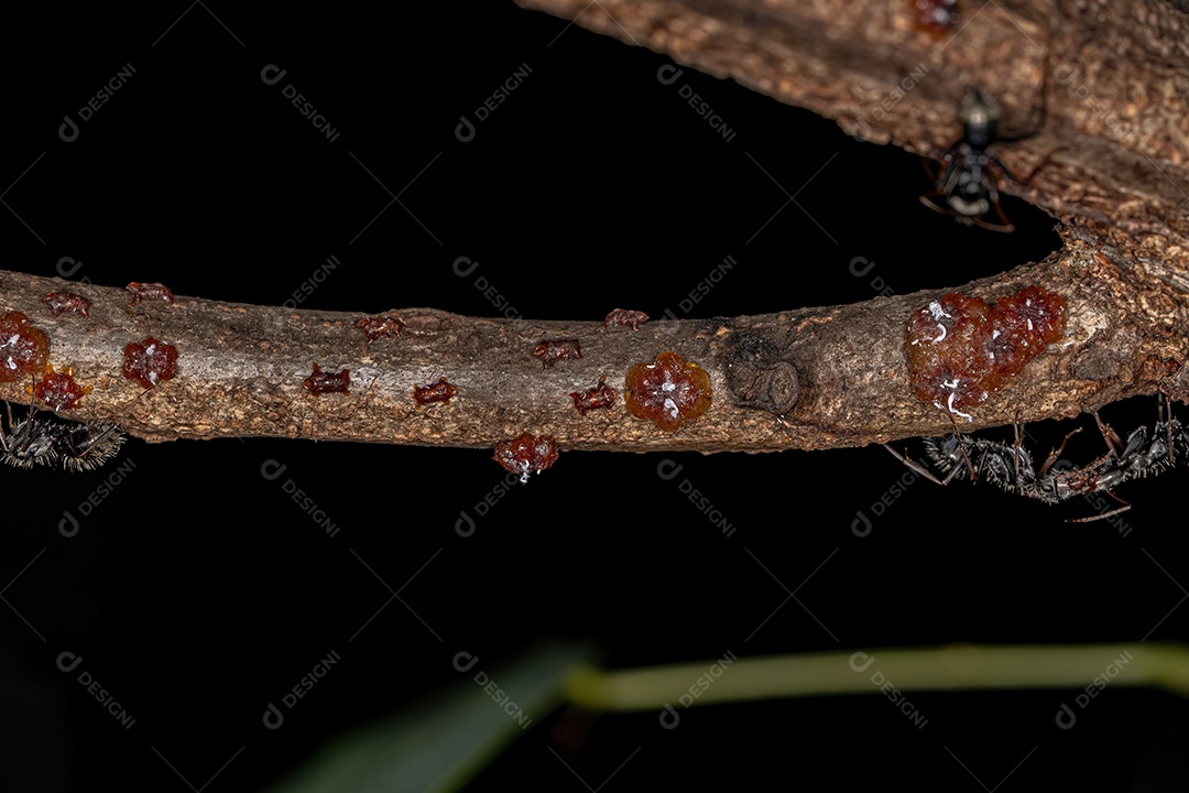 Pequenas cochonilhas produtoras de laca da família Kerriidae