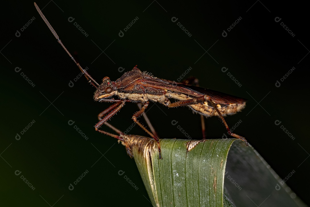 Inseto de cabeça larga adulto da espécie Neomegalotomus parvus