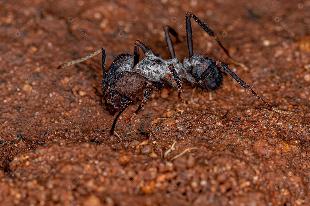 Formiga cortadeira Acromyrmex adulta do gênero Acromyrmex