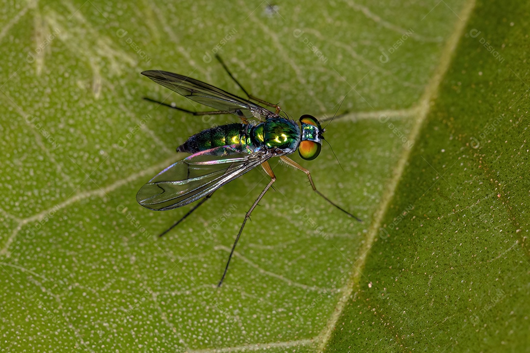 Mosca pernalta adulta da família Dolichopodidae