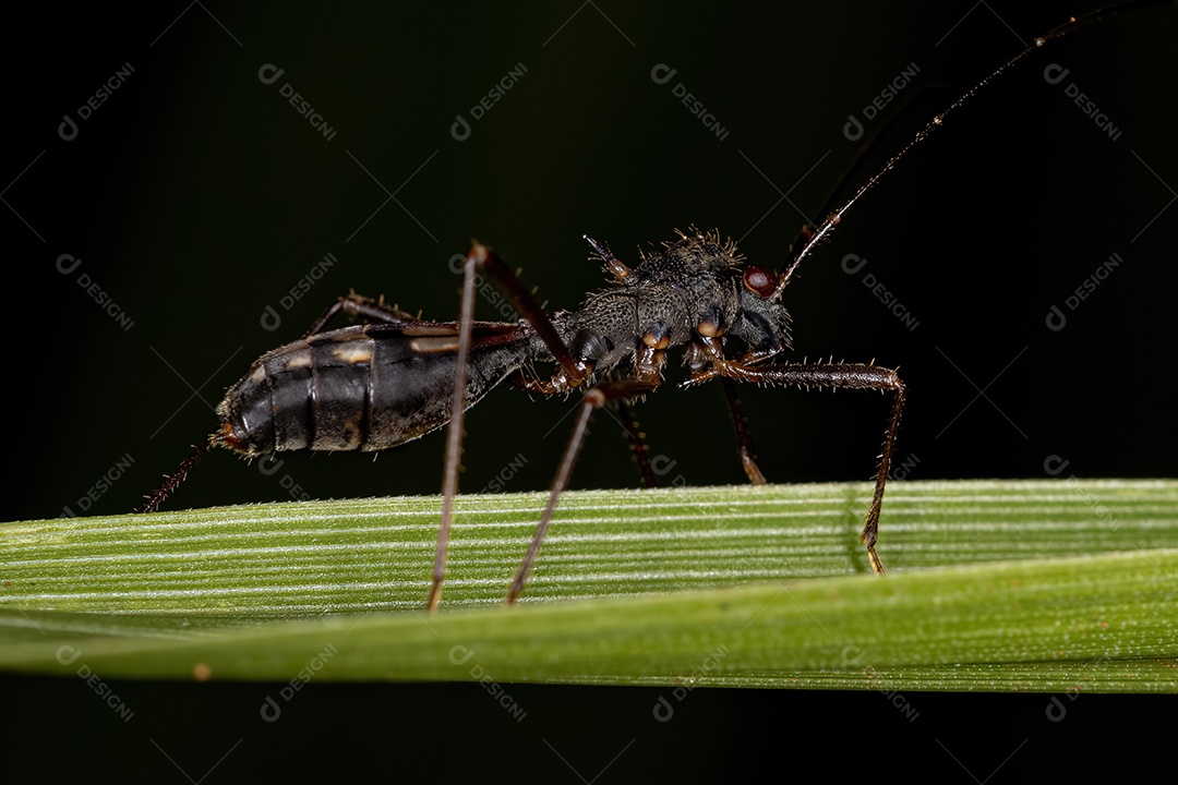 Inseto adulto da família Colobathristidae